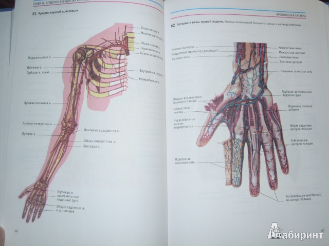 Иллюстрация 33 из 36 для Анатомия человека: Атлас - Курепина, Ожигова, Никитина | Лабиринт - книги. Источник: Iwolga