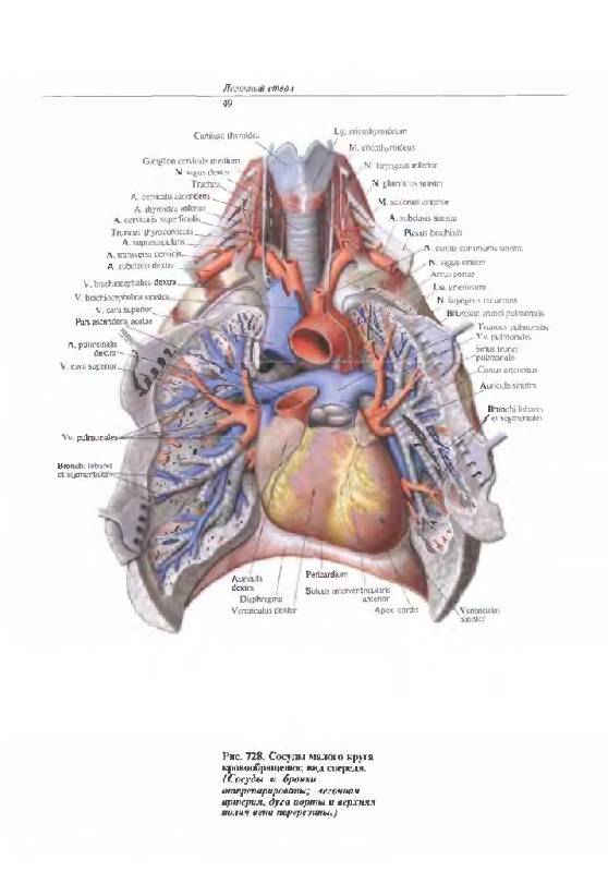 Иллюстрация 8 из 36 для Атлас анатомии человека. В 4-х томах. Том 3. Учение о сосудах и лимфоидных органах - Синельников, Синельников, Синельников | Лабиринт - книги. Источник: Юта