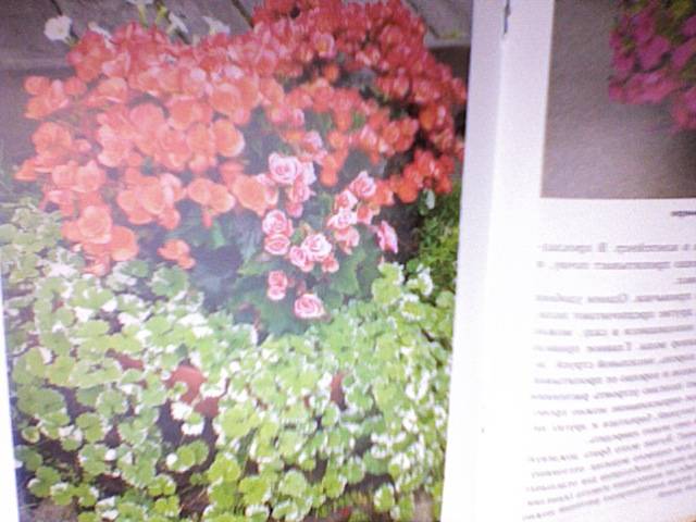 Иллюстрация 10 из 21 для Контейнерные растения - Елена Колесникова | Лабиринт - книги. Источник: svetl@n@