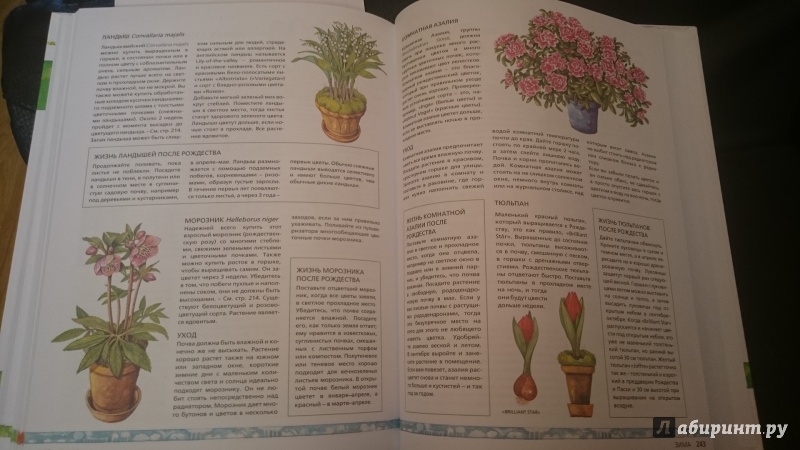 Иллюстрация 12 из 14 для Все сезоны садоводства - Ева Реннблум | Лабиринт - книги. Источник: Muravana