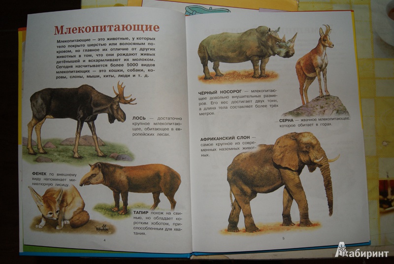 Иллюстрация 6 из 37 для Животные | Лабиринт - книги. Источник: Эрзюкова  Елена Алексеевна