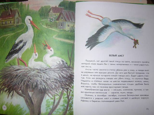 Иллюстрация 37 из 40 для Азбука живой природы - Александр Барков | Лабиринт - книги. Источник: Матюша
