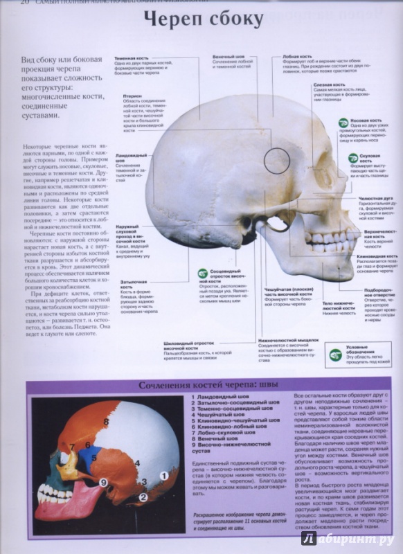 Иллюстрация 4 из 27 для Самый полный атлас по анатомии и физиологии | Лабиринт - книги. Источник: lidiya15
