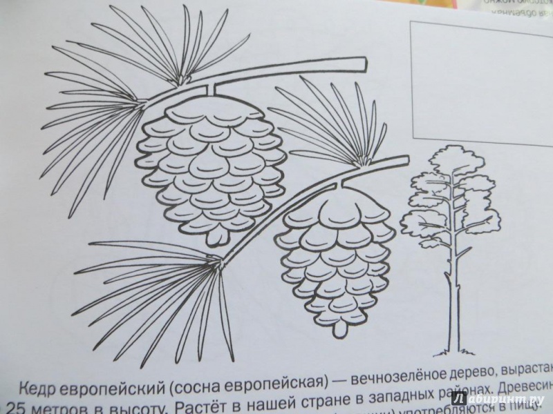 Иллюстрация 2 из 12 для Мои первые уроки. Деревья и листья | Лабиринт - книги. Источник: Ko-ren