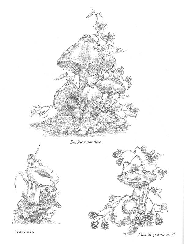Иллюстрация 18 из 21 для Выжигание по дереву. Практическое руководство - Норма Грегори | Лабиринт - книги. Источник: bel-k