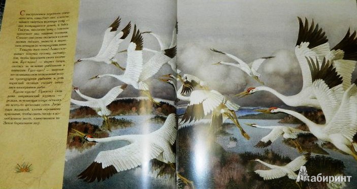Иллюстрация 4 из 70 для Жизнь в тайге - Бренда Гиберсон | Лабиринт - книги. Источник: ОксанаШ