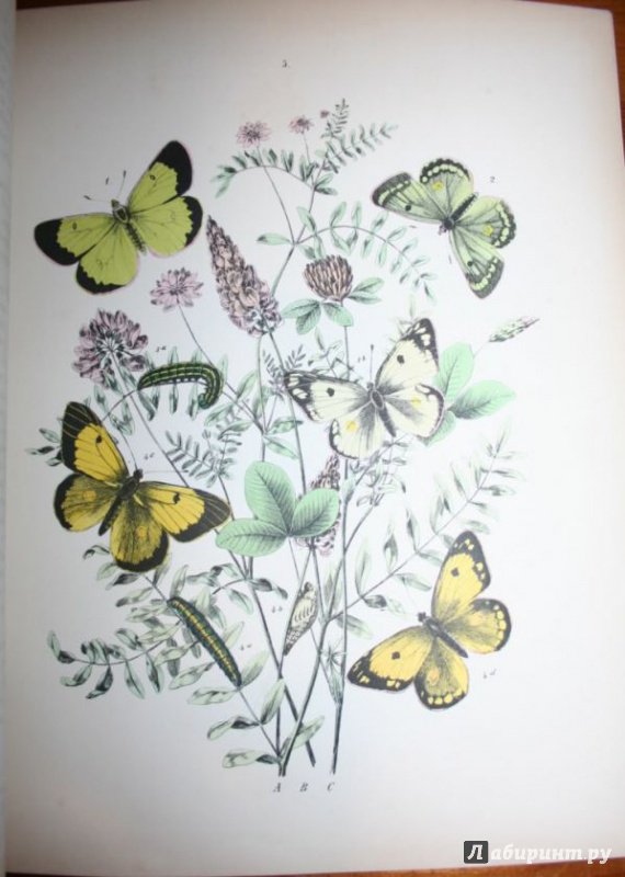 Иллюстрация 15 из 15 для Бабочки Европы | Лабиринт - книги. Источник: Алекс