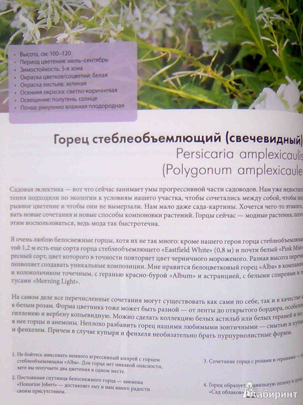 Иллюстрация 10 из 10 для 100 растений для вашего сада - Татьяна Койсман | Лабиринт - книги. Источник: Салус