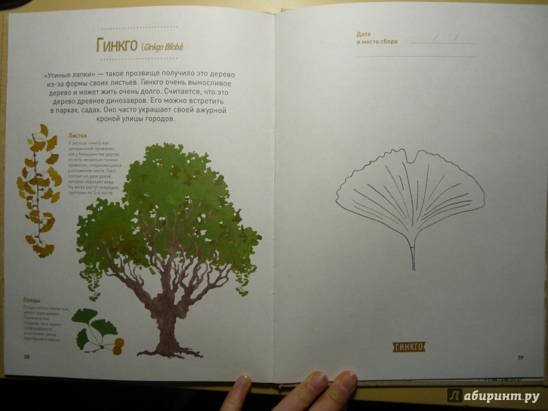 Иллюстрация 19 из 44 для Мой лесной гербарий - Анна Томас-Белли | Лабиринт - книги. Источник: Ухова  Юлия