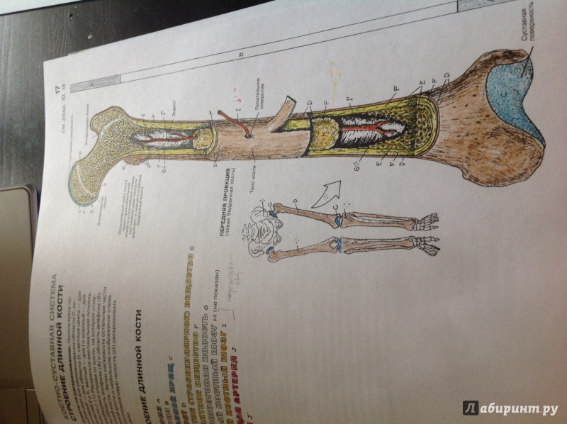 Иллюстрация 34 из 65 для Анатомия человека. Атлас-раскраска - Элсон, Кэпит  | Лабиринт - книги. Источник: Marat