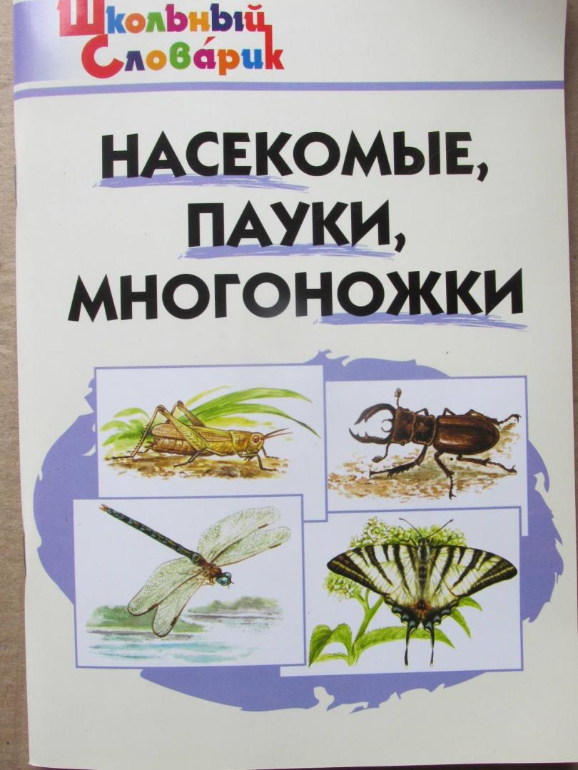 Иллюстрация 8 из 20 для Насекомые, пауки, многоножки. Начальная школа | Лабиринт - книги. Источник: Алекс