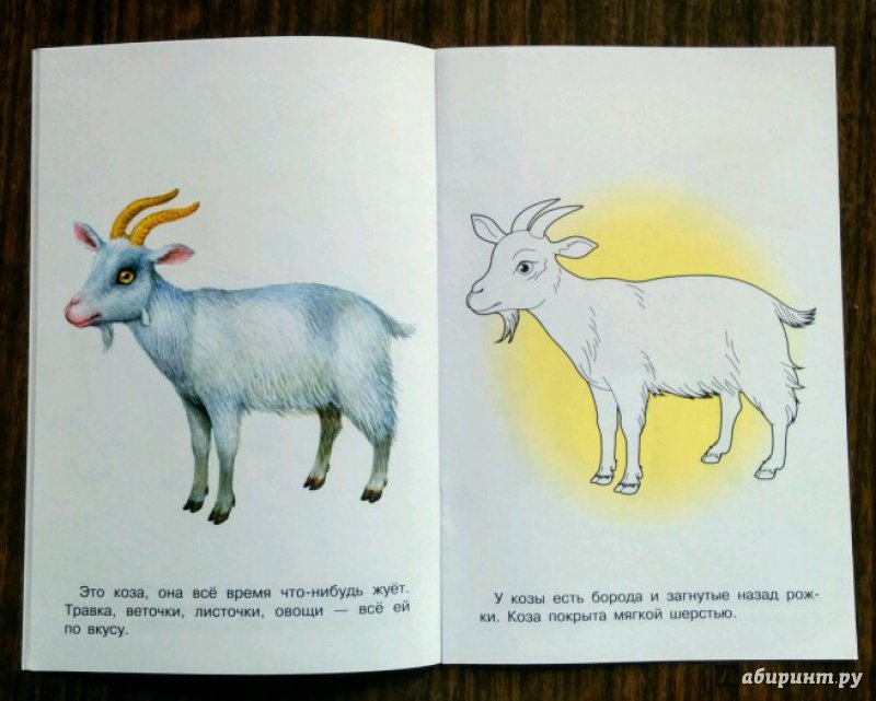 Иллюстрация 18 из 29 для Раскраска. Раскрашиваем и учимся. Домашние животные | Лабиринт - книги. Источник: Natalie Leigh