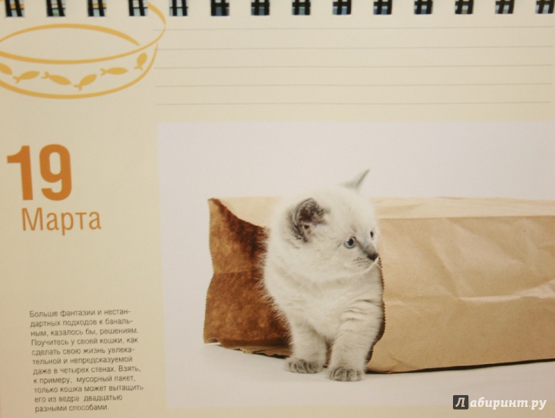 Иллюстрация 22 из 43 для Календарь "Котики. Лучшие кото-фото. 365 дней в году", универсальный - Евгения Гюнтер | Лабиринт - сувениры. Источник: Остапчук  Дарья