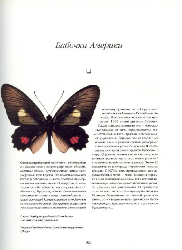 Иллюстрация 8 из 12 для Бабочки мира. Издание 2-е, стереотипное - Ален Эд | Лабиринт - книги. Источник: Анна Викторовна