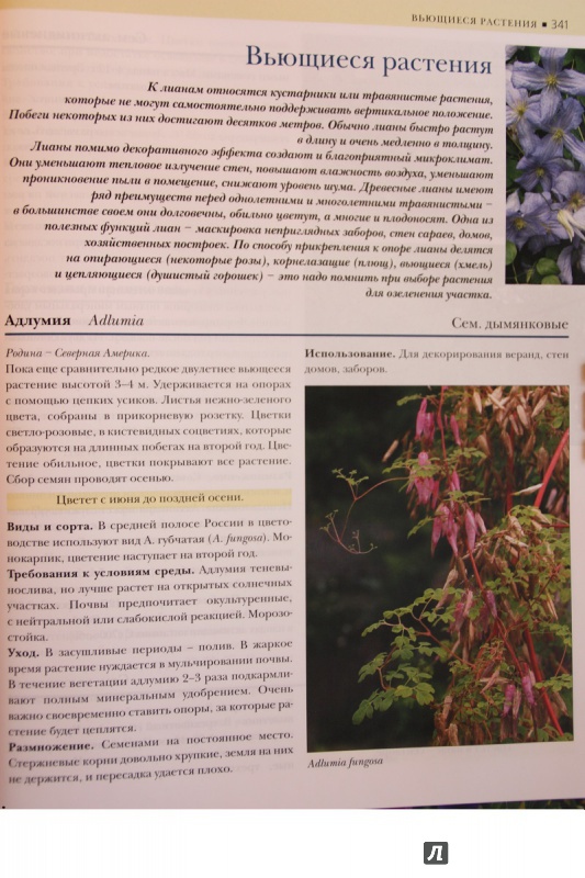 Иллюстрация 25 из 34 для Садовые растения от А до Я - Валентин Воронцов | Лабиринт - книги. Источник: С  Т