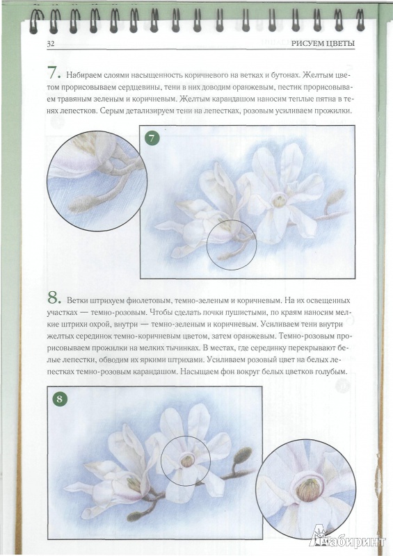 Иллюстрация 5 из 16 для Рисуем цветы - Наталья Котович | Лабиринт - книги. Источник: OpaUps