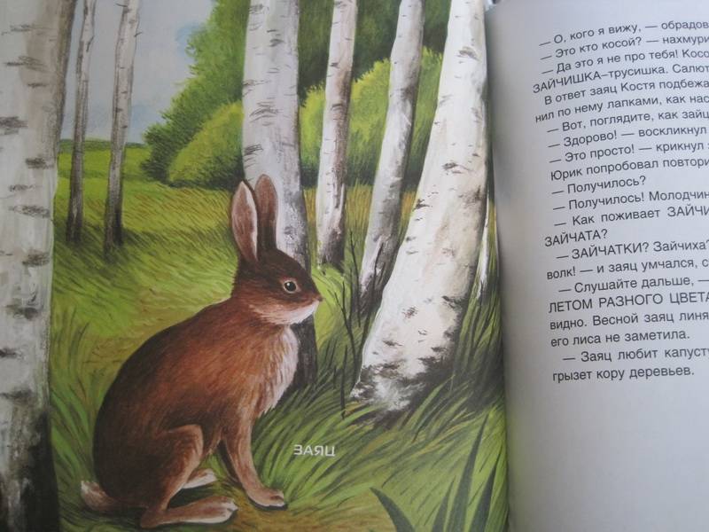 Иллюстрация 19 из 19 для Лесные животные и ежик Шуня - Татьяна Рик | Лабиринт - книги. Источник: НаташкаVip