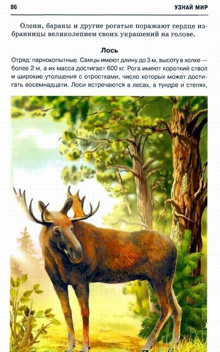 Иллюстрация 31 из 32 для Млекопитающие. Школьный путеводитель - Марк Махлин | Лабиринт - книги. Источник: Panterra