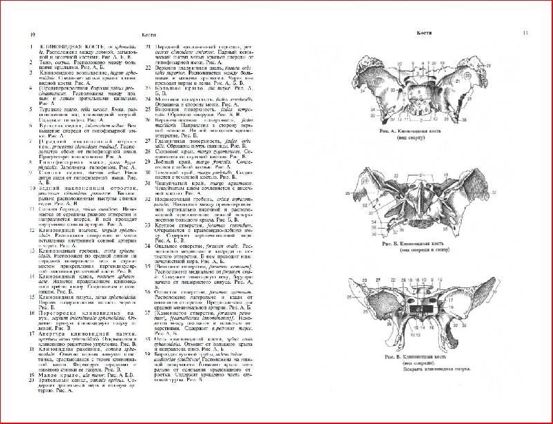 Иллюстрация 9 из 10 для Карманный атлас анатомии человека - Фениш, Даубер | Лабиринт - книги. Источник: alexss