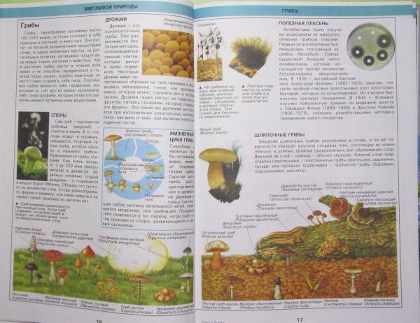 Иллюстрация 5 из 21 для Природа. Универсальная иллюстрированная энциклопедия | Лабиринт - книги. Источник: nikolena