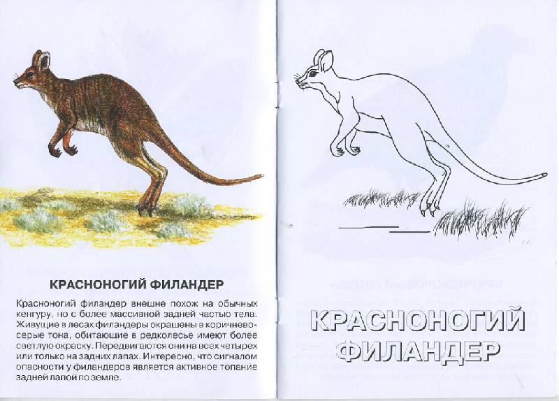 Иллюстрация 2 из 4 для Орнитоптера. Живой мир Австралии | Лабиринт - книги. Источник: Pallada