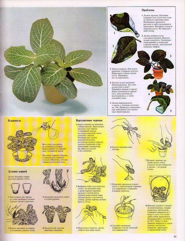 Иллюстрация 17 из 23 для Самые распространенные комнатные растения - Дэвид Лонгман | Лабиринт - книги. Источник: Ялина