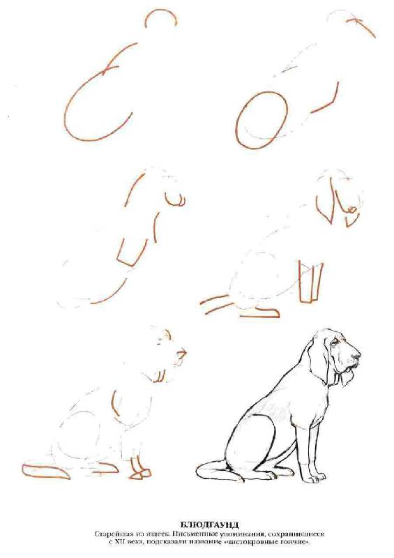 Иллюстрация 9 из 20 для Рисуем 50 собак - Ли Эймис | Лабиринт - книги. Источник: Юта