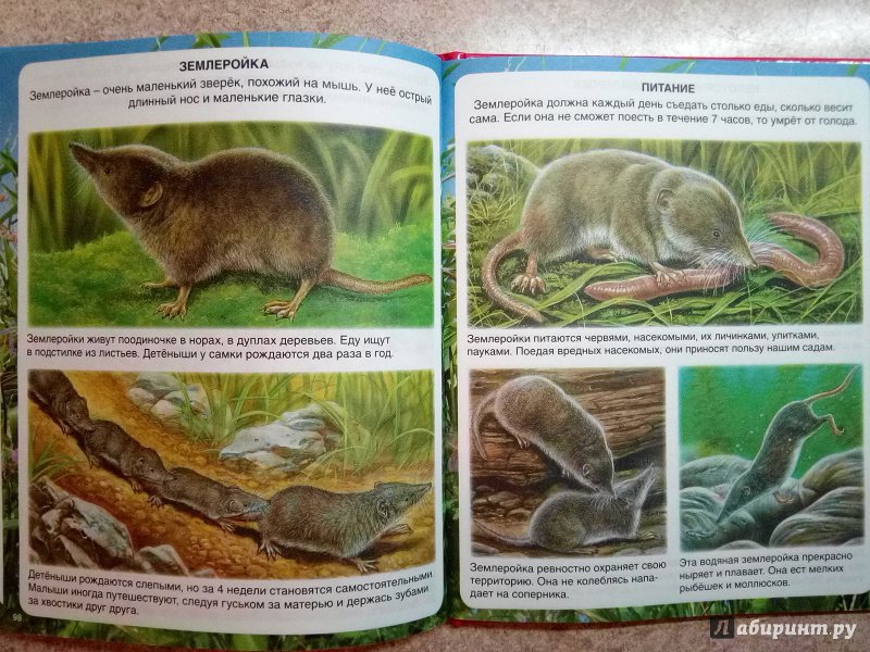 Иллюстрация 26 из 28 для Самые маленькие животные - Эмили Бомон | Лабиринт - книги. Источник: kn