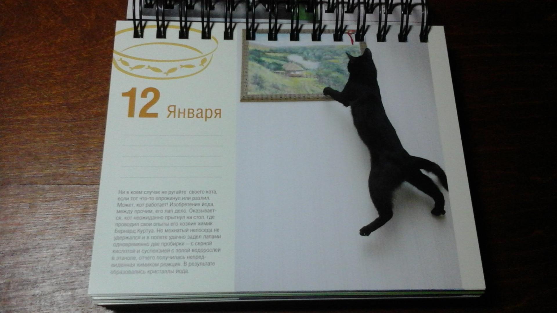 Иллюстрация 34 из 37 для Календарь "Котики. Лучшие кото-фото. 365 дней в году", универсальный - Евгения Гюнтер | Лабиринт - сувениры. Источник: ЛиС-а