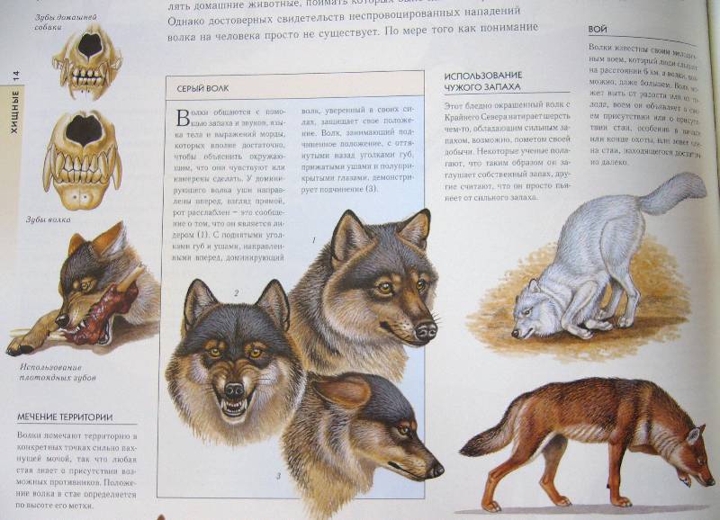 Иллюстрация 13 из 20 для Жизнь животных в ярких картинках и интересных фактах - Джойс Поуп | Лабиринт - книги. Источник: Челла