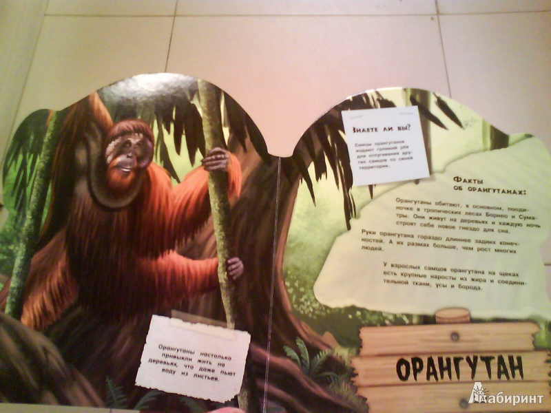 Иллюстрация 10 из 13 для Дикие животные. Умные обезьяны | Лабиринт - книги. Источник: Мила