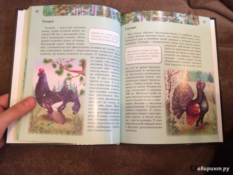 Иллюстрация 60 из 61 для Птицы | Лабиринт - книги. Источник: Лабиринт