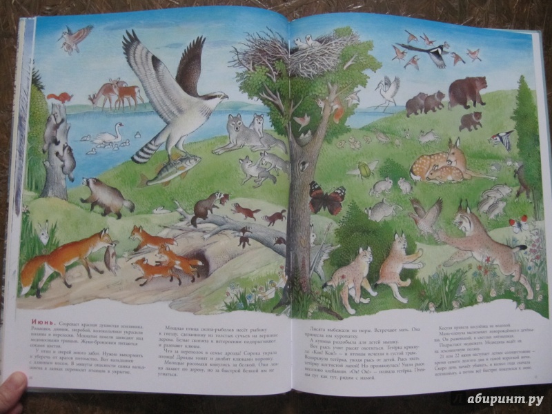 Иллюстрация 59 из 109 для В лесу - Петр Багин | Лабиринт - книги. Источник: Шеин  Андрей
