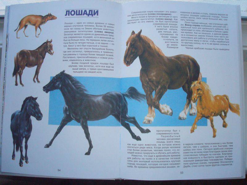 Иллюстрация 23 из 37 для Энциклопедия животных | Лабиринт - книги. Источник: Innelli