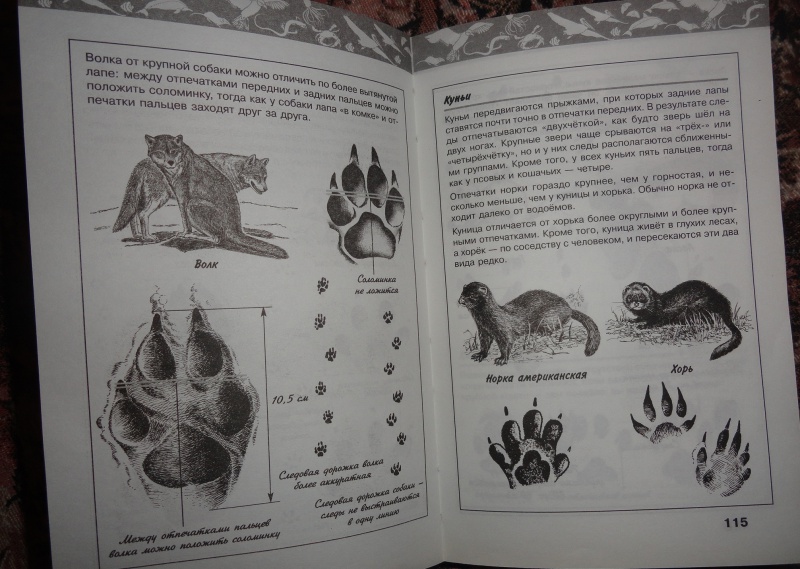Иллюстрация 11 из 41 для Жизнь животных | Лабиринт - книги. Источник: Mylt