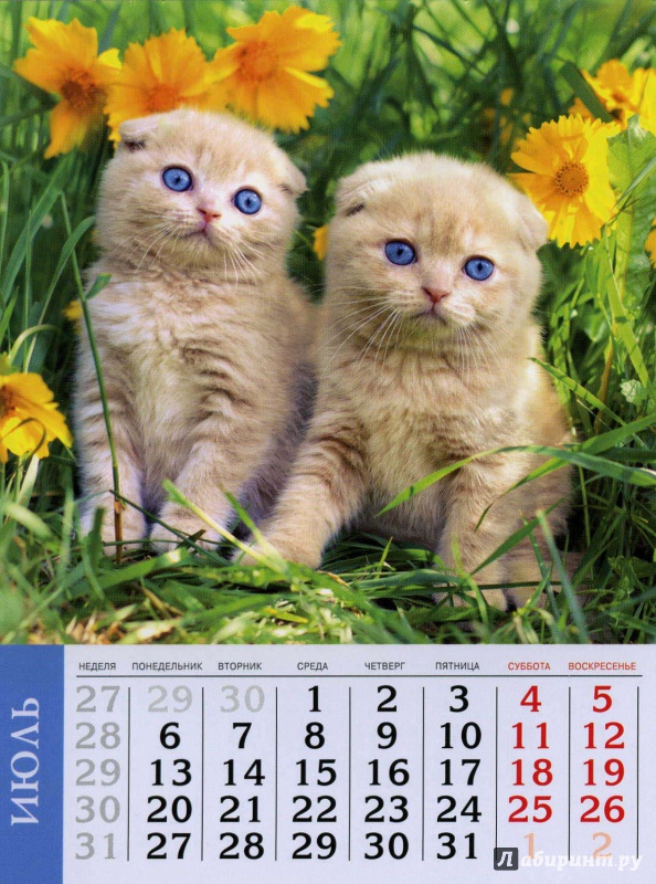 Иллюстрация 7 из 19 для Календарь на 2015 год "Кошки" (на магнитном креплении) (35772-36) | Лабиринт - сувениры. Источник: Кулагина  Марина Михайловна