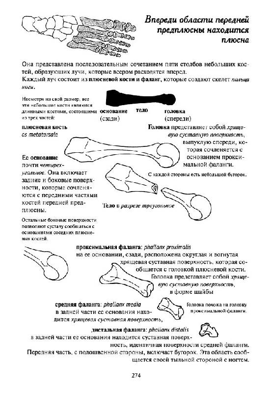 Иллюстрация 16 из 19 для Как работает тело. Позвоночник, суставы и мышцы - Бландин Кале-Жермен | Лабиринт - книги. Источник: Юта
