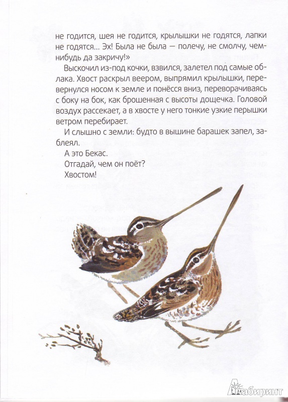 Иллюстрация 4 из 37 для Кто чем поет? - Виталий Бианки | Лабиринт - книги. Источник: Трубадур