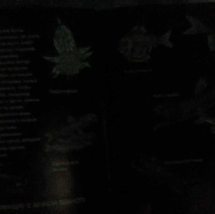 Иллюстрация 22 из 24 для Светящаяся книга о подводном мире - Николас Харрис | Лабиринт - книги. Источник: Зуева  Анастасия