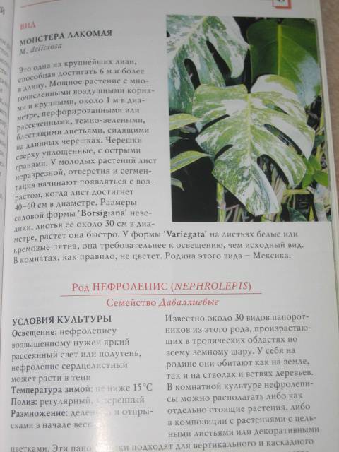 Иллюстрация 4 из 6 для 50 лучших неприхотливых комнатных растений - Головкин, Головкина | Лабиринт - книги. Источник: МЕГ