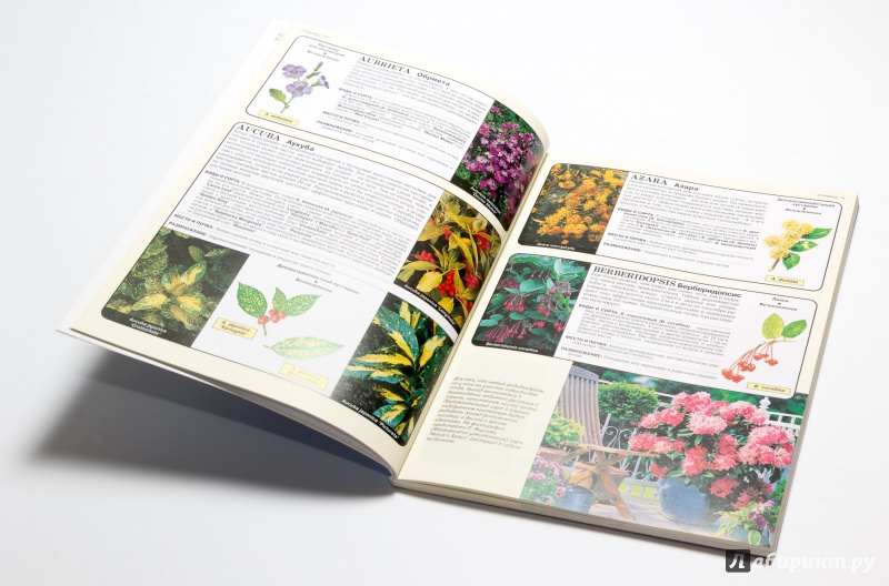 Иллюстрация 18 из 25 для Все о хвойных и вечнозеленых растениях - Дэвид Хессайон | Лабиринт - книги. Источник: DogMeat