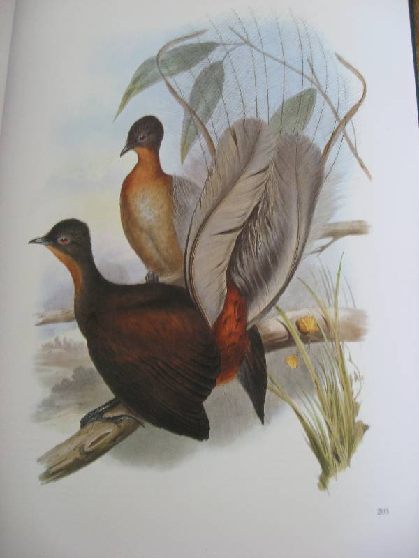 Иллюстрация 31 из 51 для Птицы Австралии (в футляре) - Джон Гульд | Лабиринт - книги. Источник: Нюта