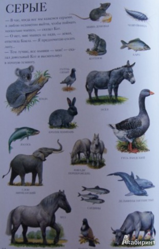 Иллюстрация 4 из 31 для Большой атлас животных - Селин Потард | Лабиринт - книги. Источник: Ю  Елена