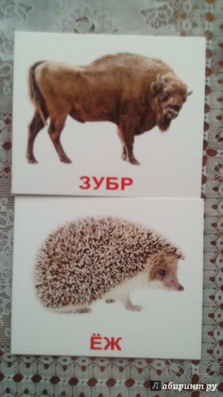 Иллюстрация 30 из 34 для Комплект мини-карточек "Дикие животные" | Лабиринт - игрушки. Источник: Шарова  Юлия