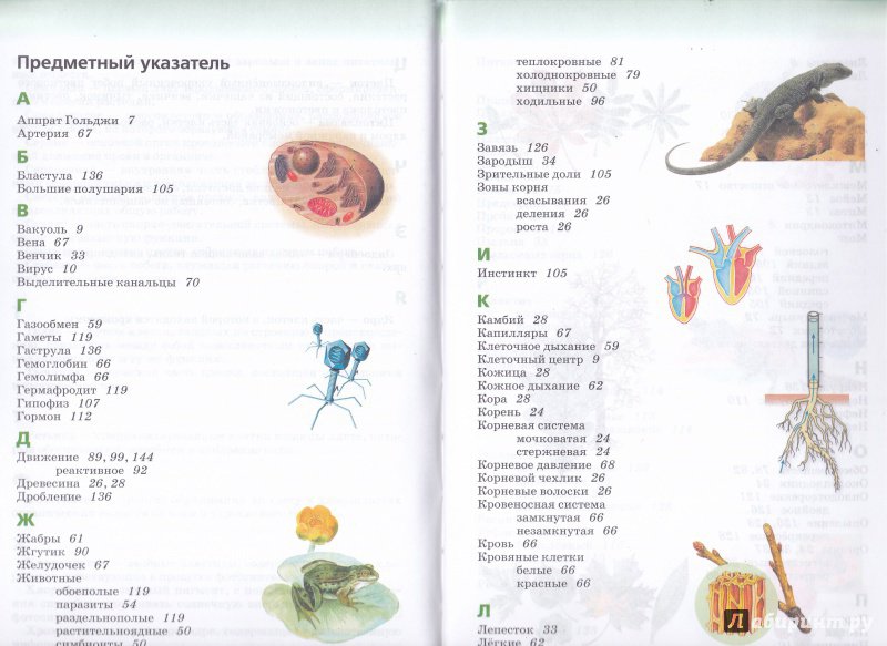 Иллюстрация 18 из 18 для Биология. Живой организм. 6 класс. Учебник. Вертикаль. ФГОС - Сонин, Сонина | Лабиринт - книги. Источник: irina_kaliningrad