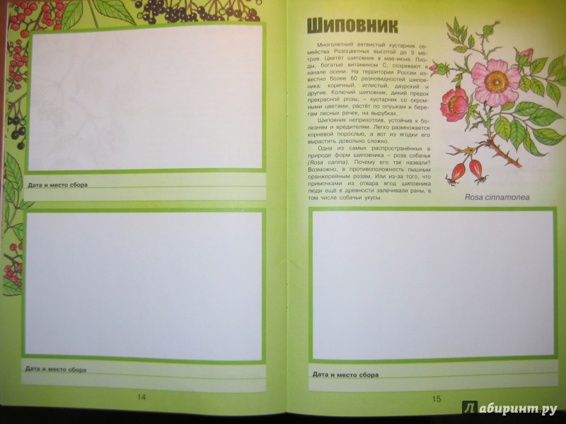 Иллюстрация 22 из 25 для Деревья и кустарники - Сергей Шустов | Лабиринт - книги. Источник: RoMamka