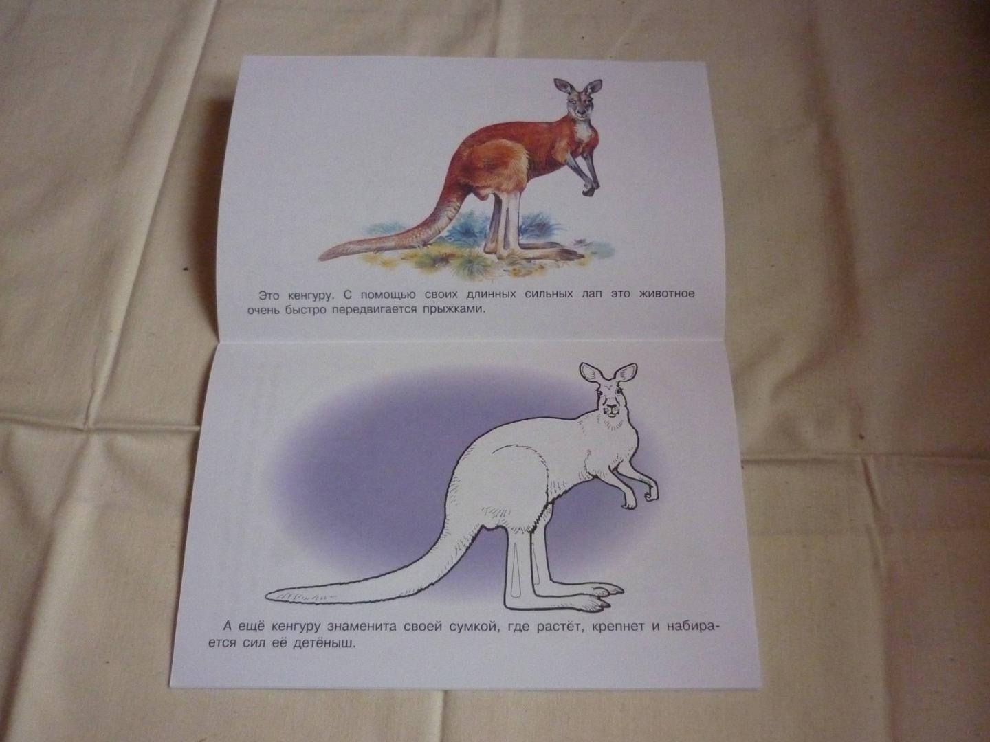 Иллюстрация 12 из 18 для Раскраска. Животные Америки и Австралии | Лабиринт - книги. Источник: Лабиринт