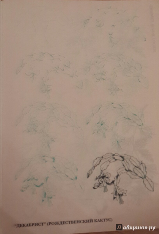 Иллюстрация 3 из 12 для Рисуем 50 цветов и деревьев - Эймис, Эймис | Лабиринт - книги. Источник: Чирков  Николай Викторович