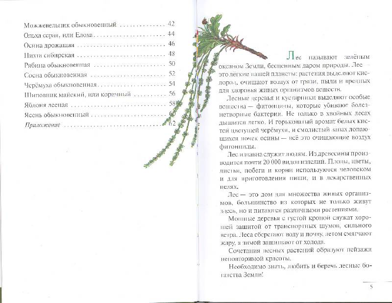 Иллюстрация 9 из 15 для Атлас: Растения леса (3220) - Козлова, Сивоглазов | Лабиринт - книги. Источник: мамаОля