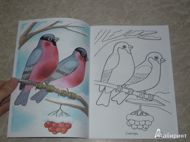 Иллюстрация 3 из 16 для Раскраска Зимующие птицы | Лабиринт - книги. Источник: Iwolga